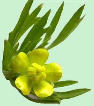 آلاله صحرایی